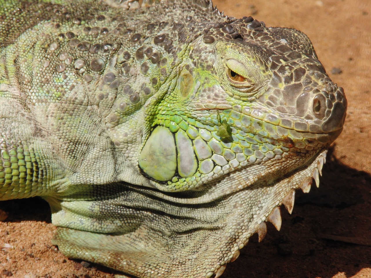 lizard iguana reptile free photo