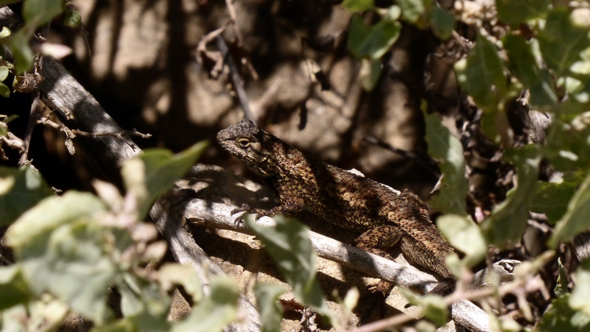 lizard lizards reptile free photo