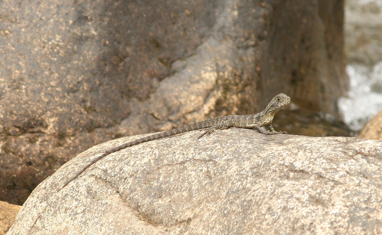 lizard animal australia