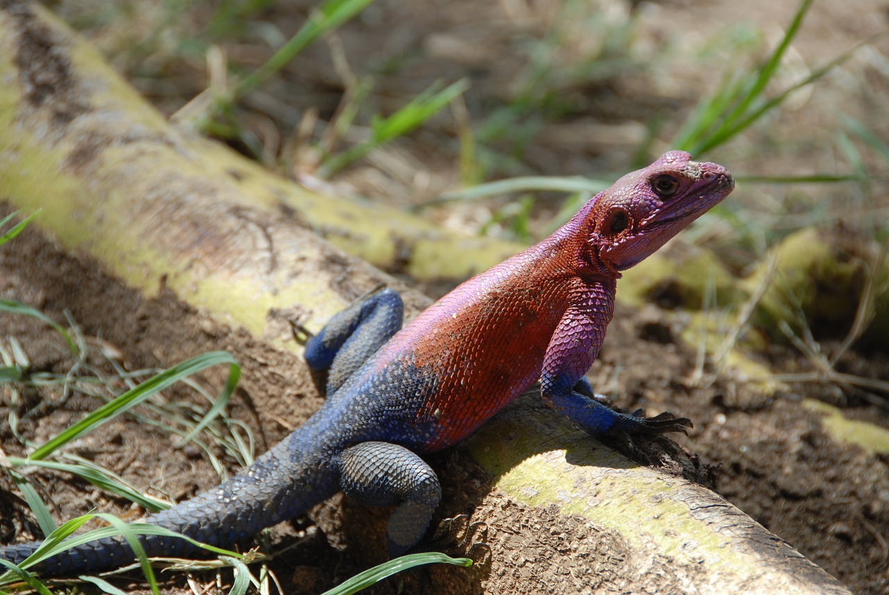 lizard color reptile free photo