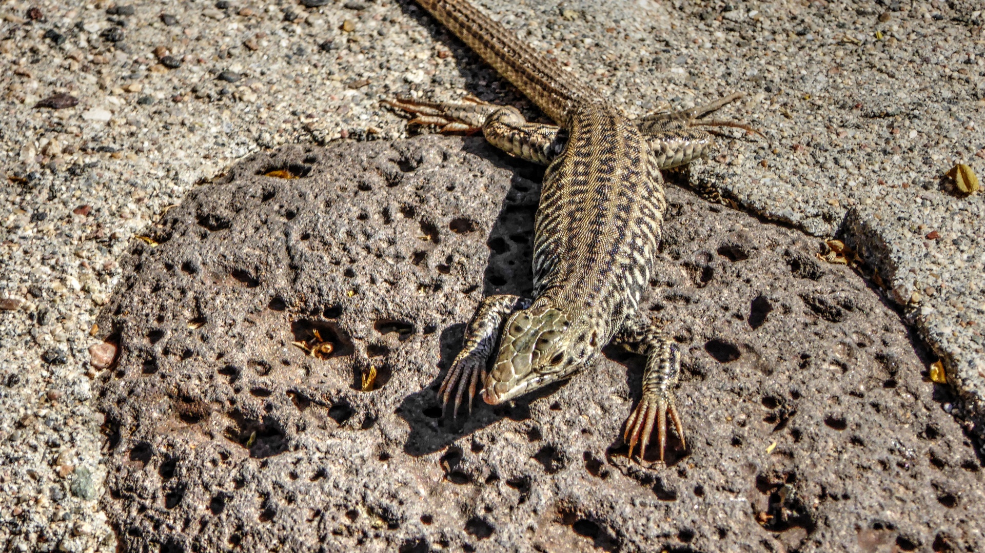 lizard lizards reptile free photo