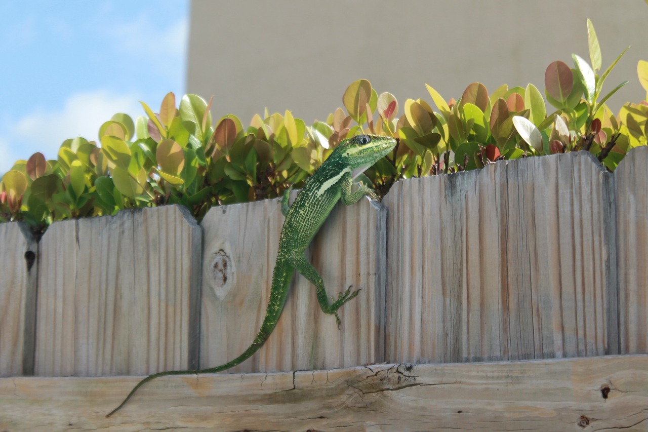 lizard gossip voyeur free photo