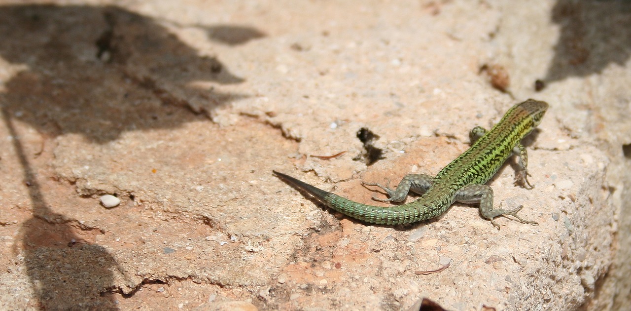 lizard reptile animal free photo