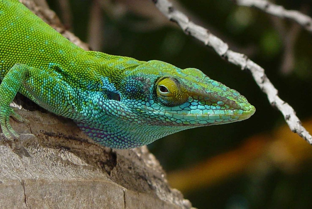 lizard head macro free photo