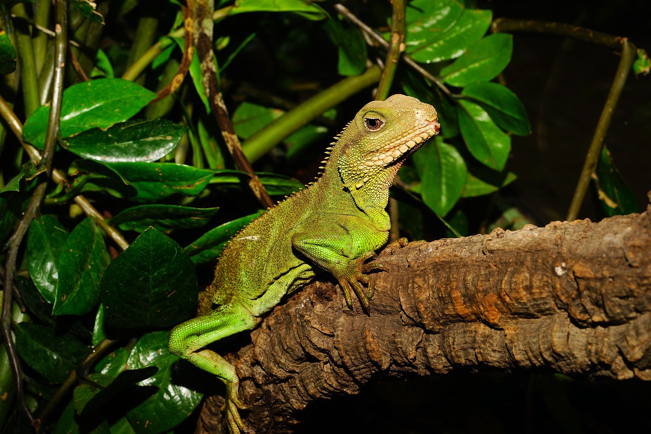 lizard urtier reptile free photo