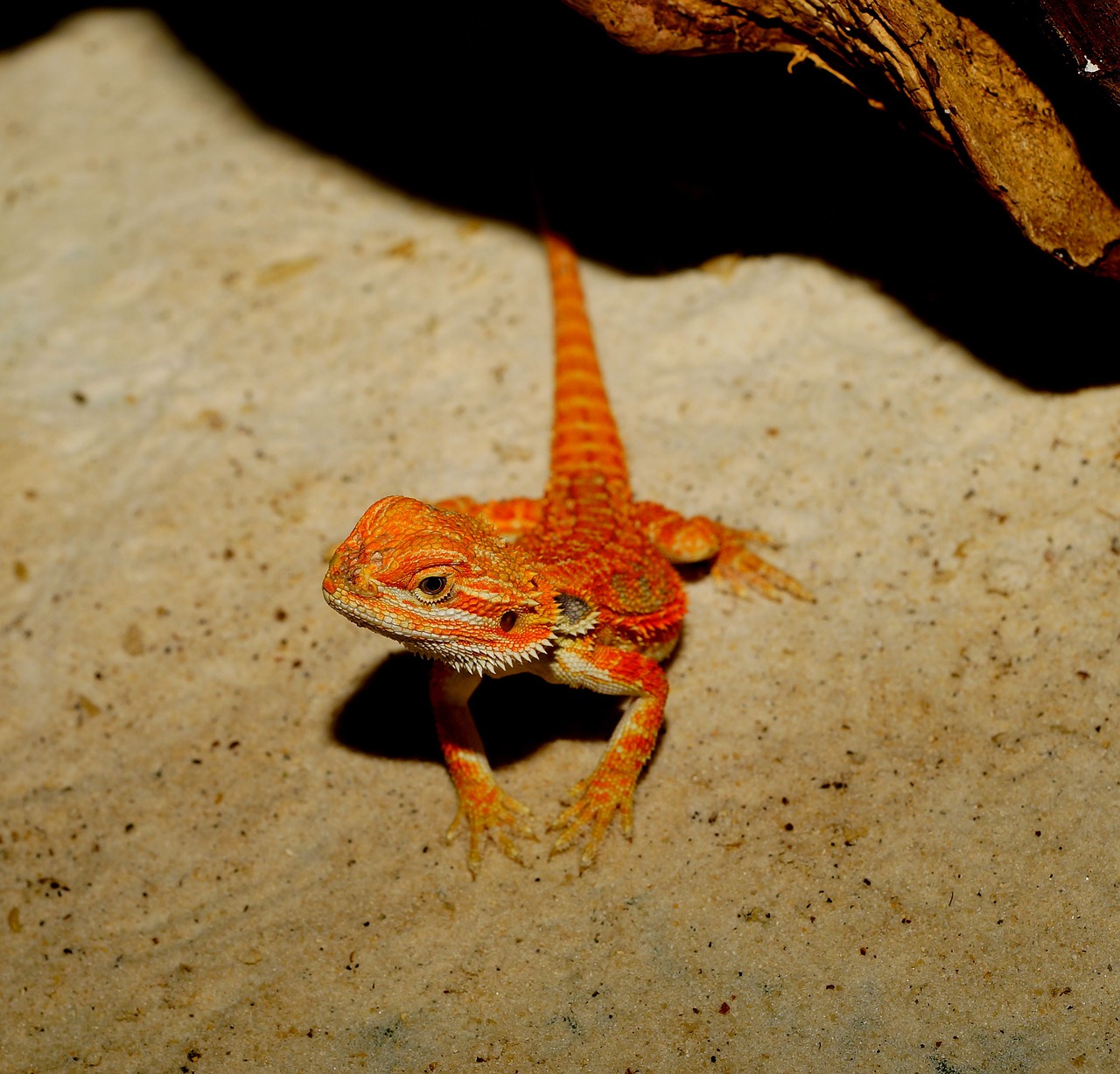 lizard bearded dragon orange free photo