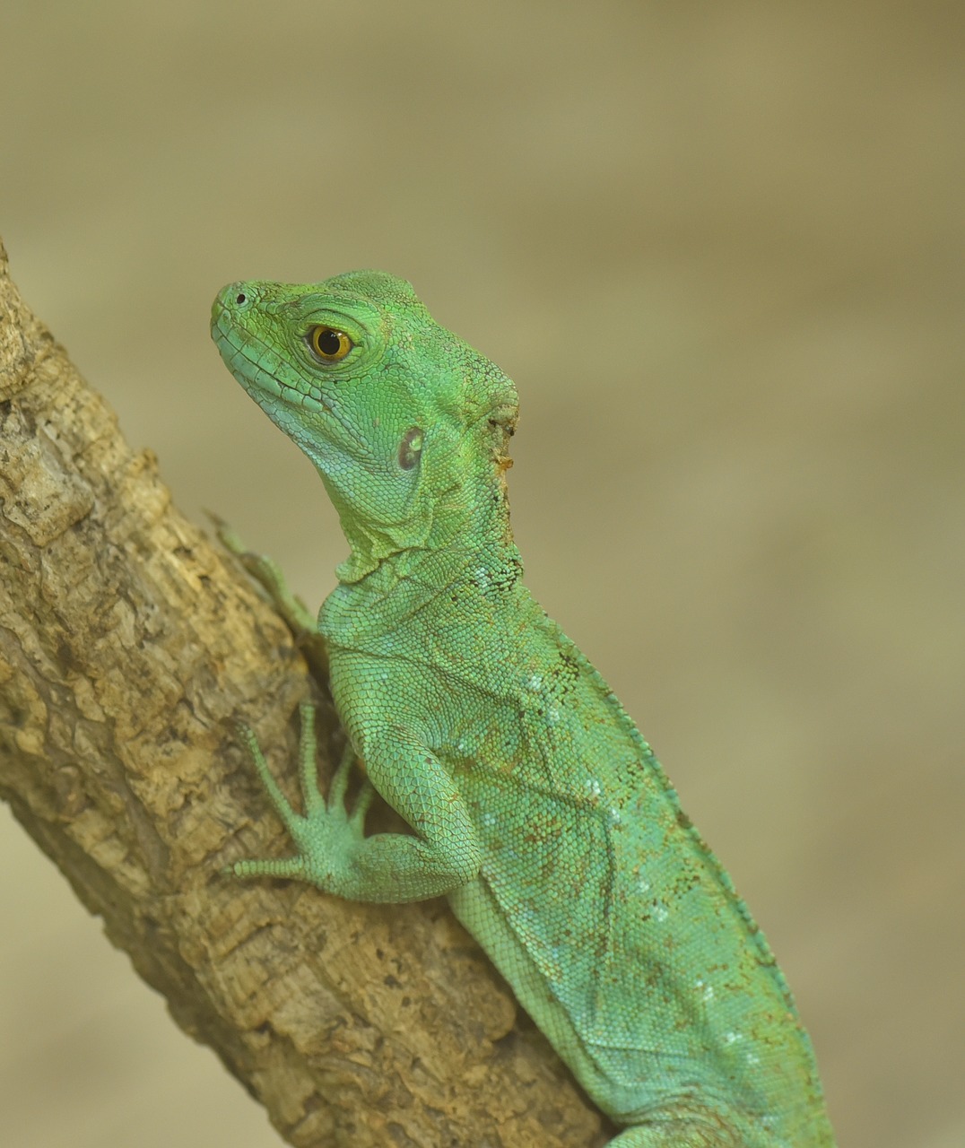 lizard green reptile free photo