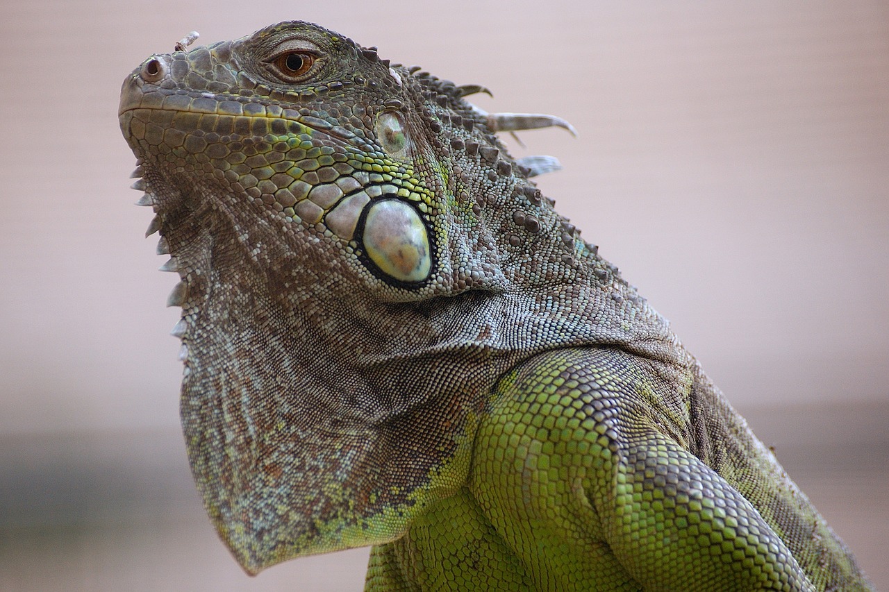 lizard tropical house zoo free photo