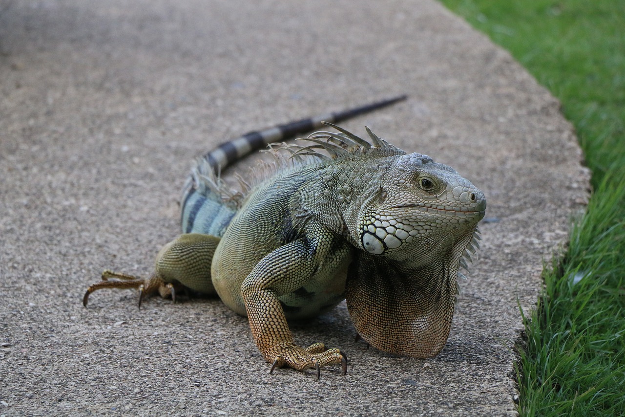 reptile caribbean scaled hulk free photo