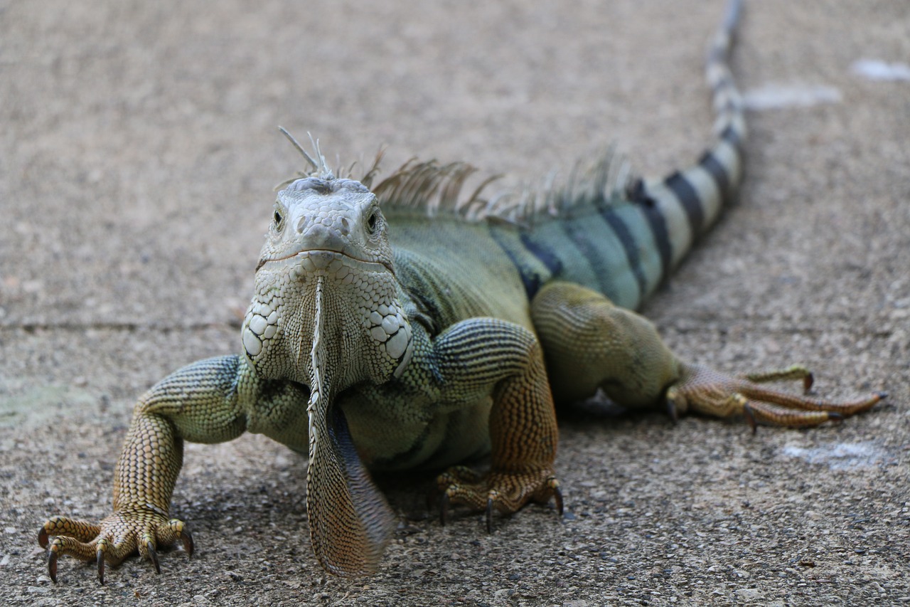 iguana lizard reptile free photo