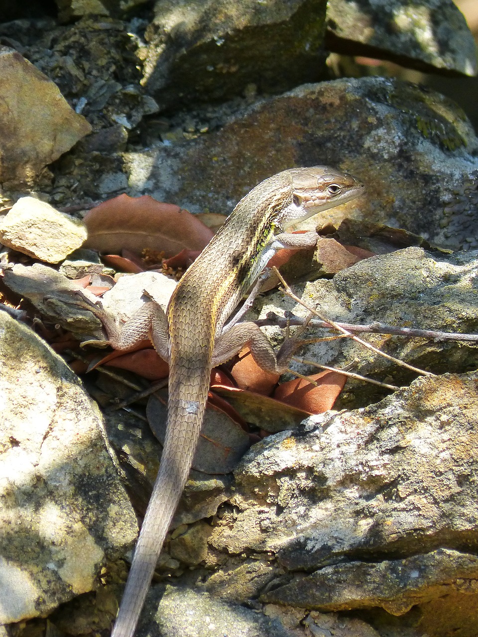 lizard sargantana reptile free photo