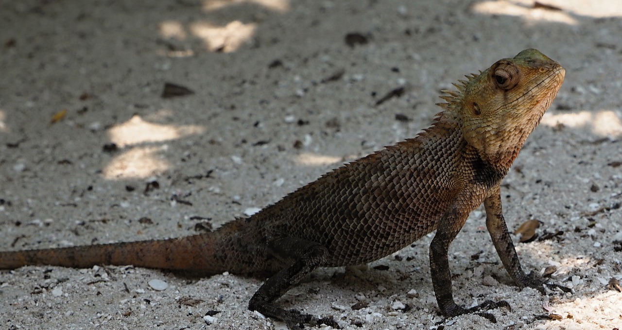 lizard animal nature free photo