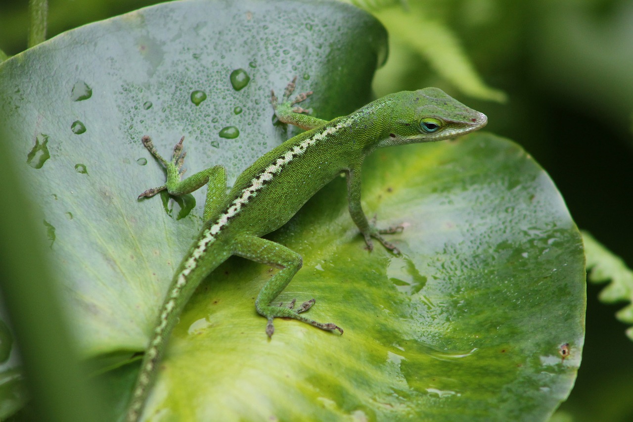 lizard chameleon reptile free photo