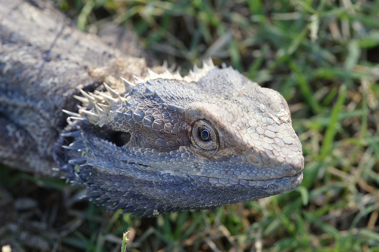 lizard scales close-up free photo