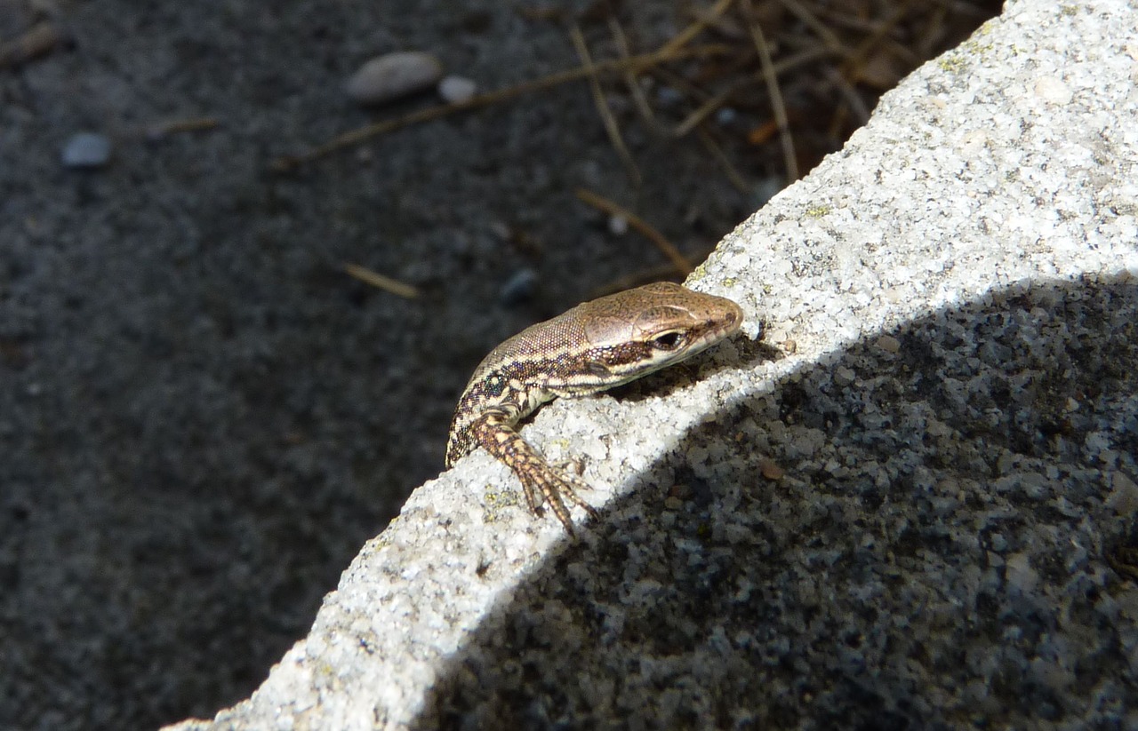 lizard small reptile free photo