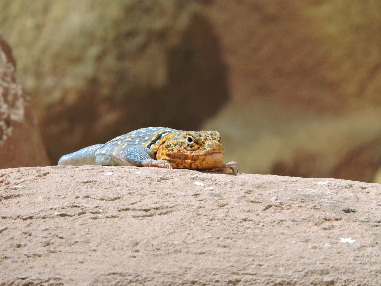 lizard colored reptile free photo