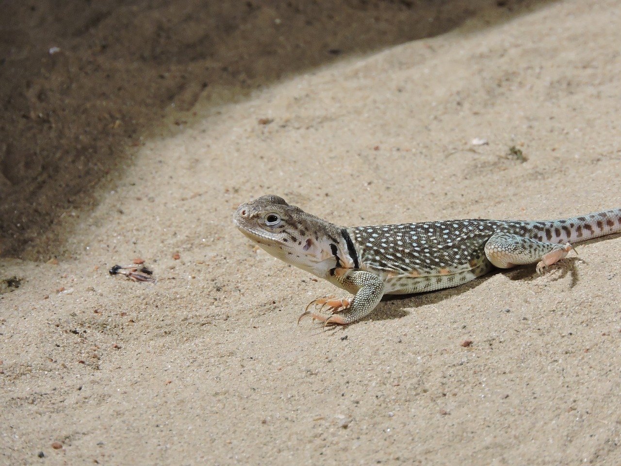 lizard zoo animal free photo