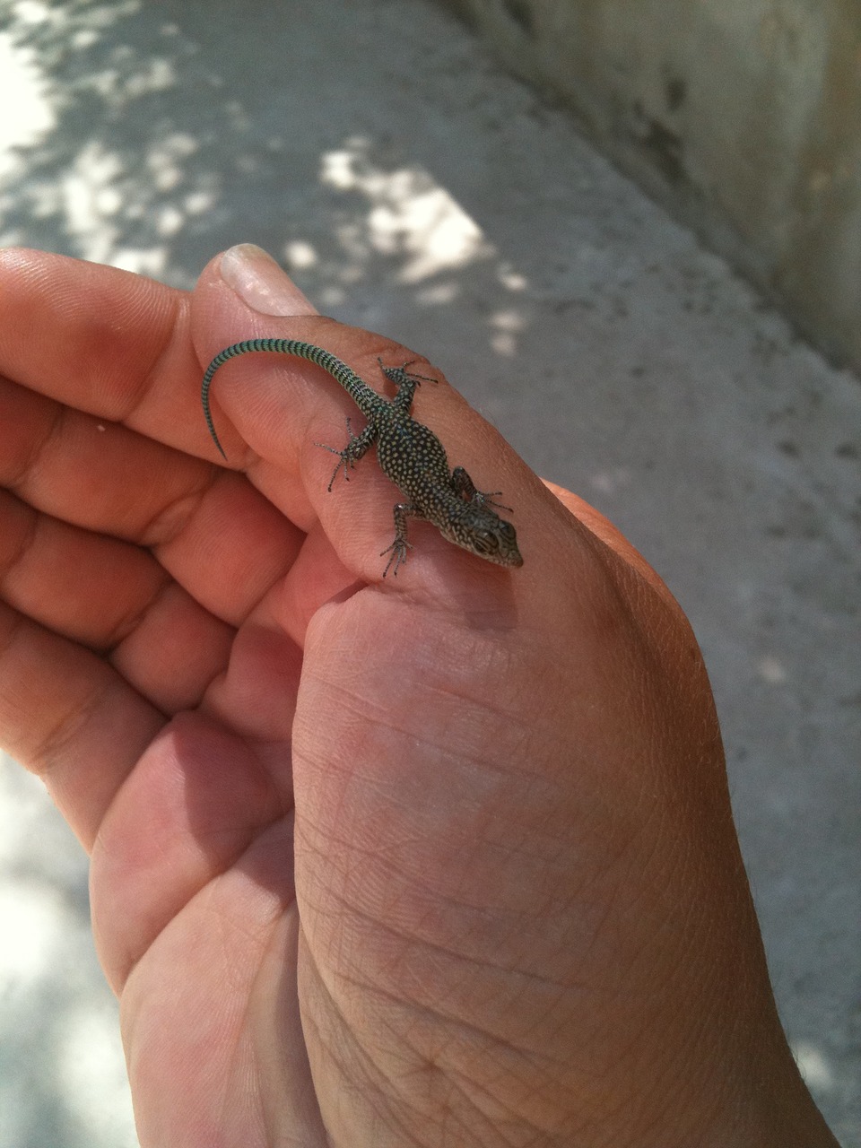 lizard hand reptile free photo