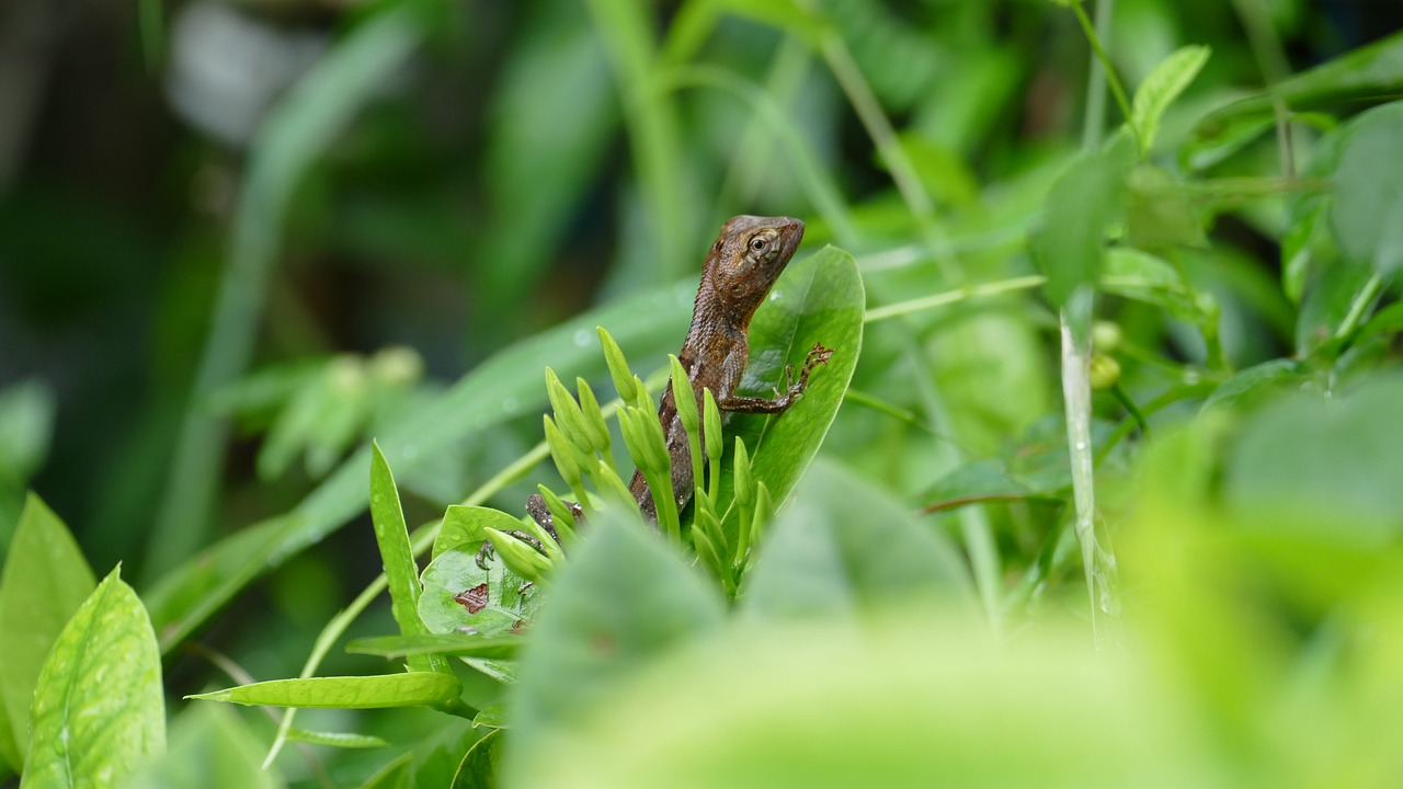 lizard green reptile free photo