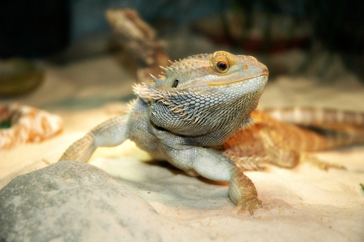 lizard pet dragon free photo