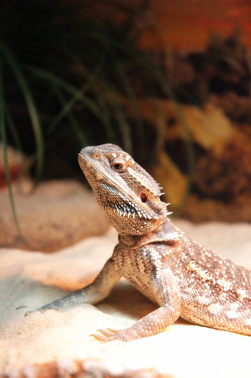 lizard pet dragon free photo