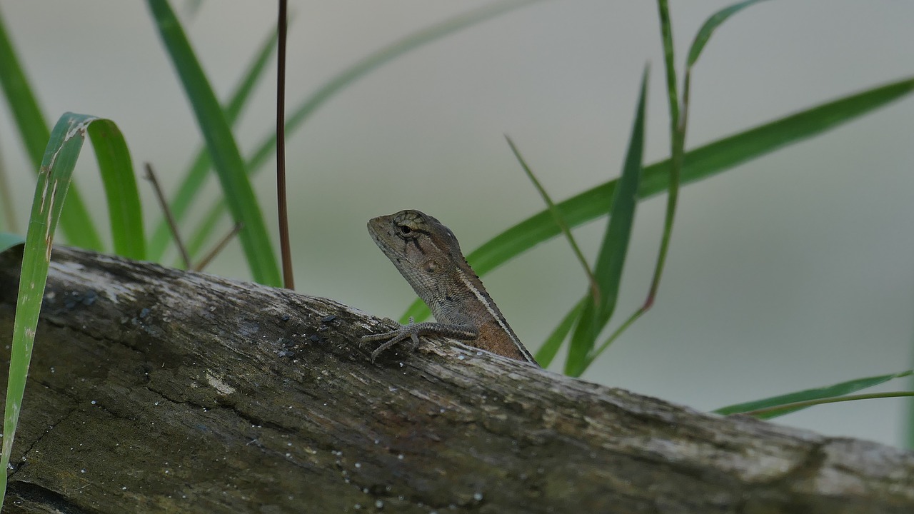 lizard animal animal world free photo