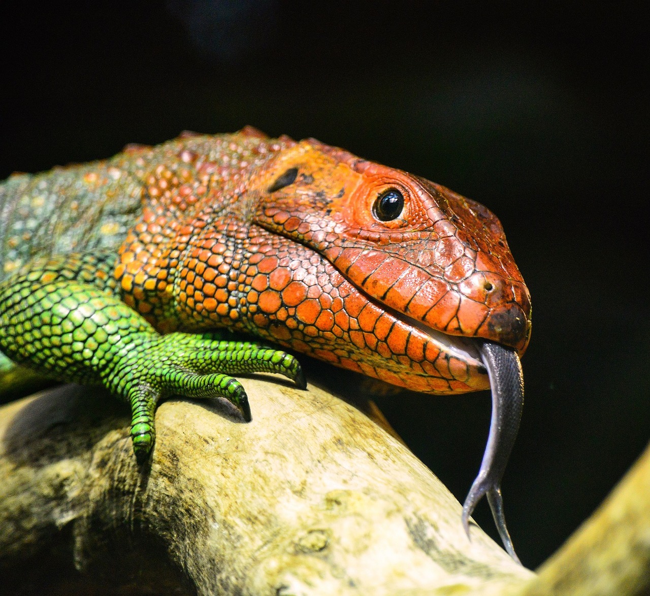 lizard head macro free photo