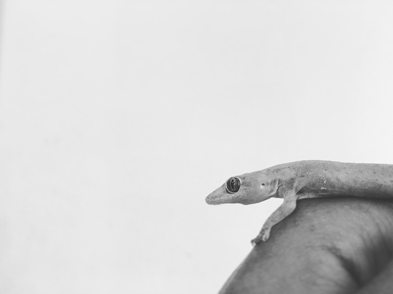 lizard gecko reptile free photo