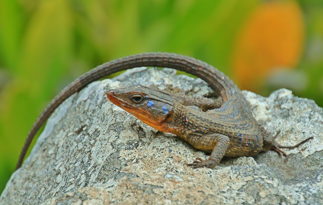 lizard agame animal free photo