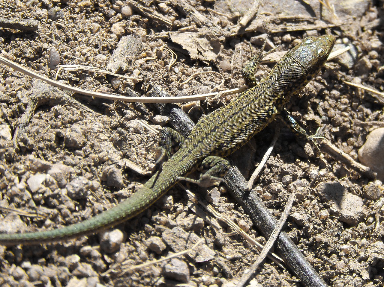 lizard detail sargantana free photo