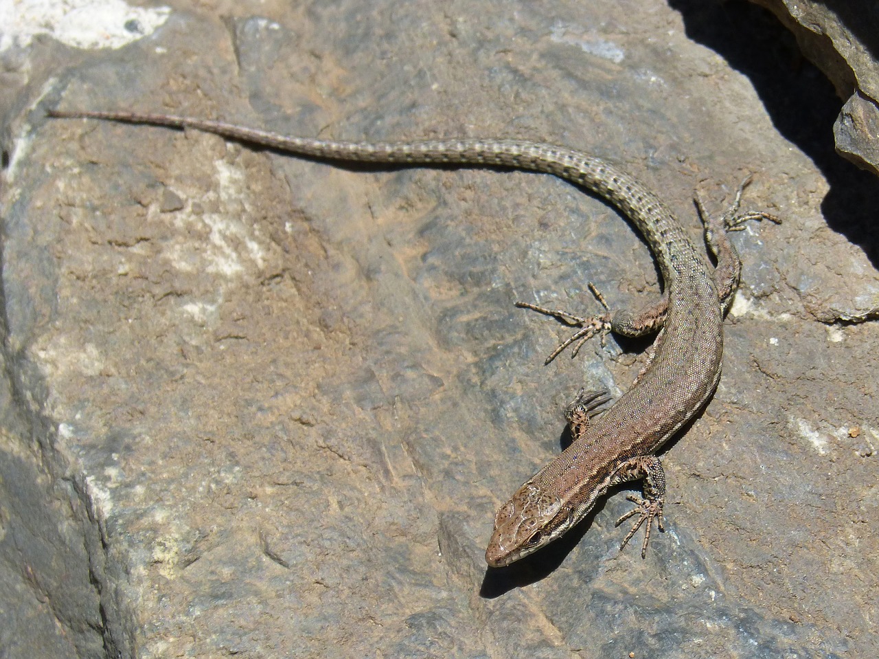 lizard rock pyrenee catalunya free photo