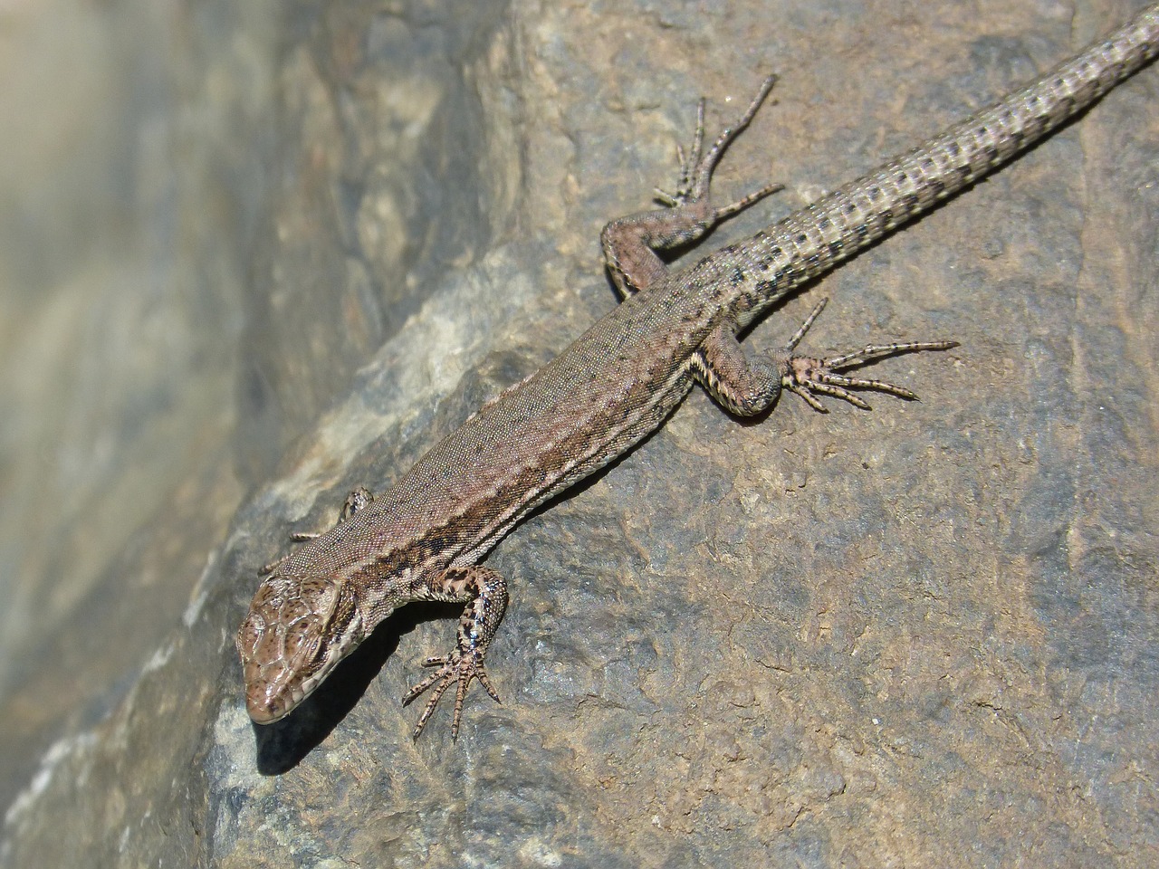 lizard rock pyrenee catalunya free photo