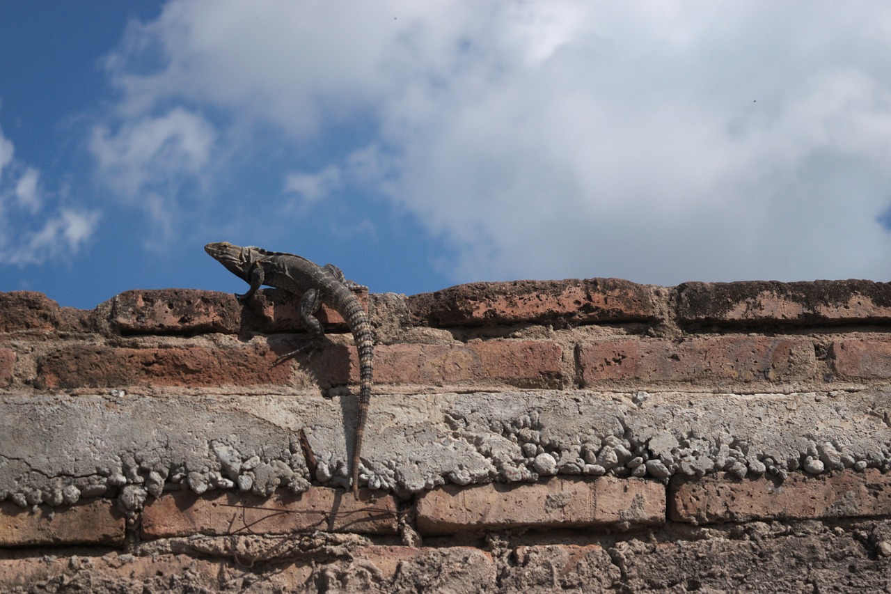 lizard brick sky free photo