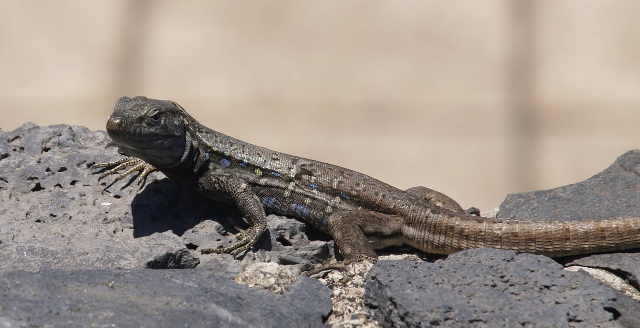 lizard lavasteinmauer animal free photo