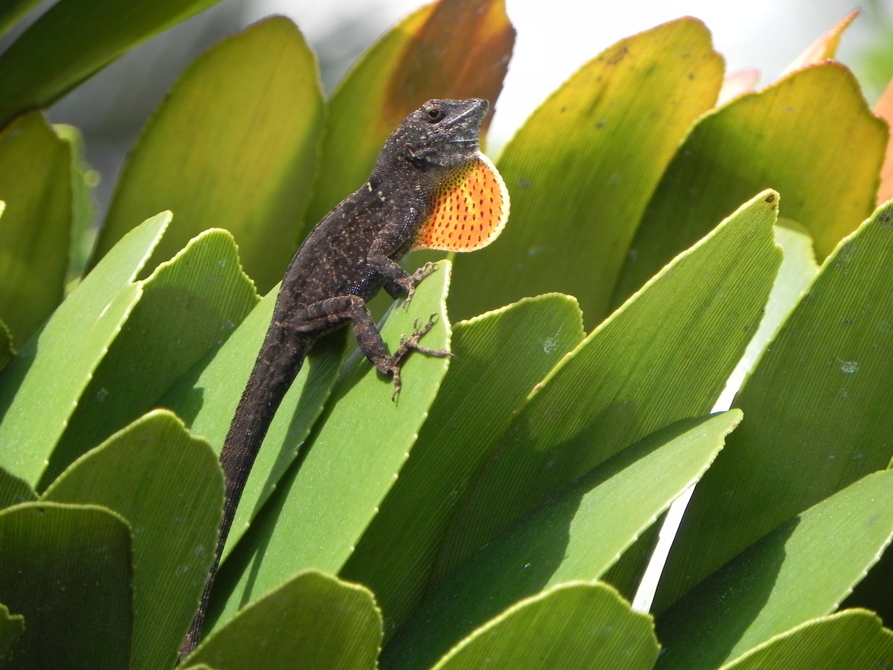 lizard reptile exotic free photo