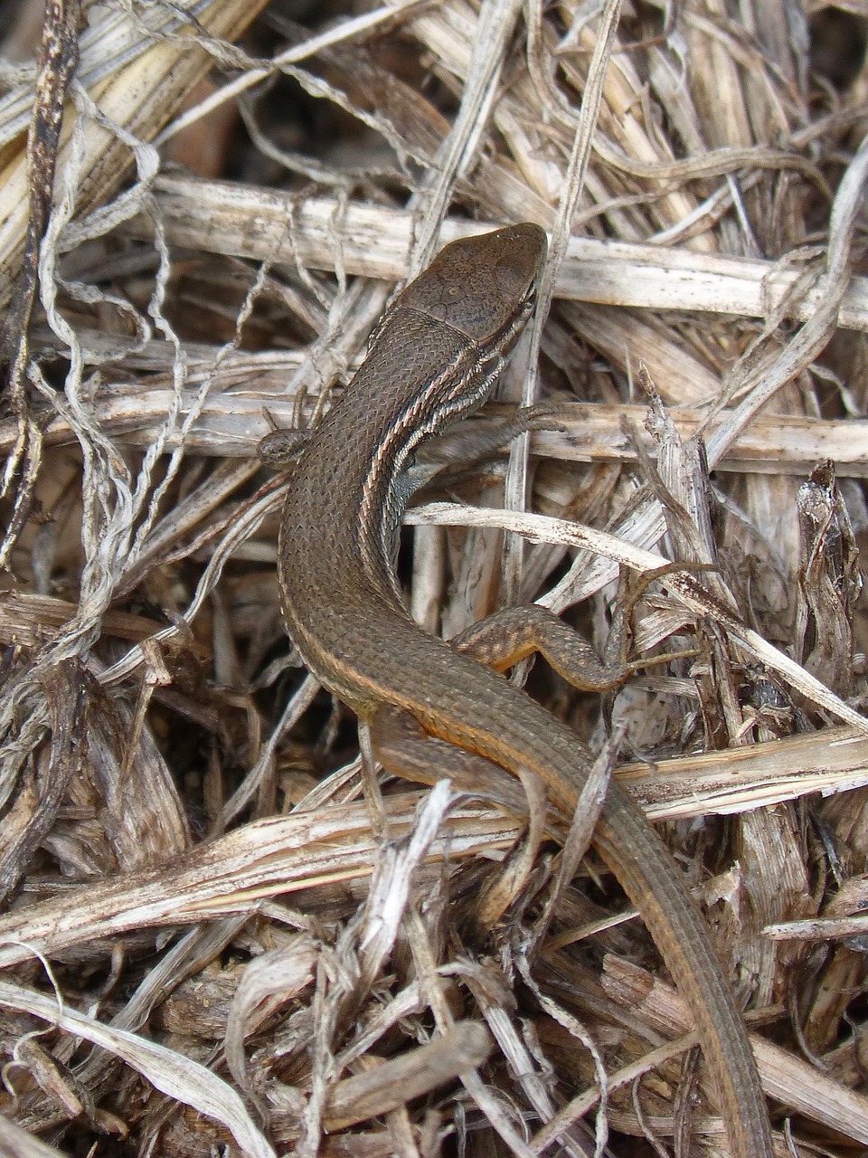 lizard sargantana reptile free photo