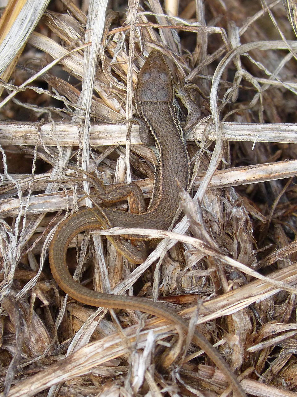 lizard sargantana reptile free photo