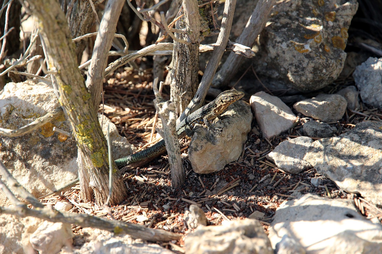 lizard reptile animal free photo