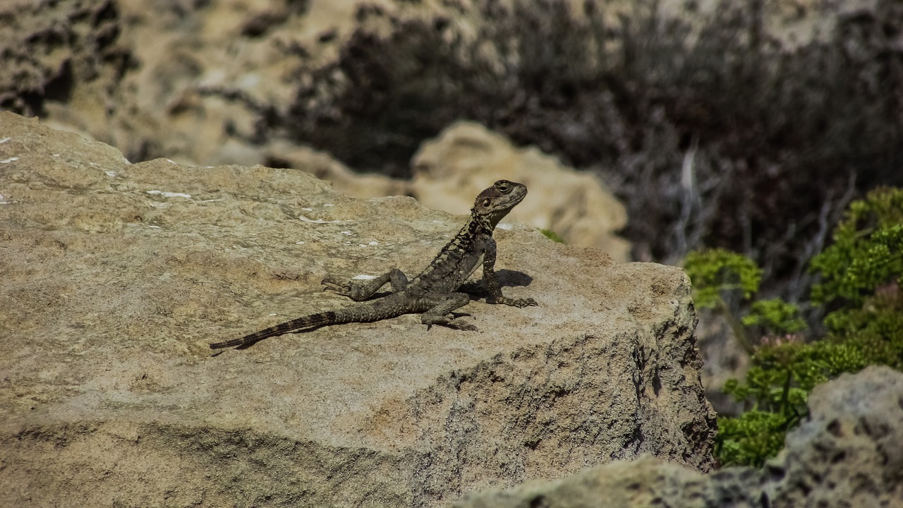 lizard cyprus kurkutas free photo