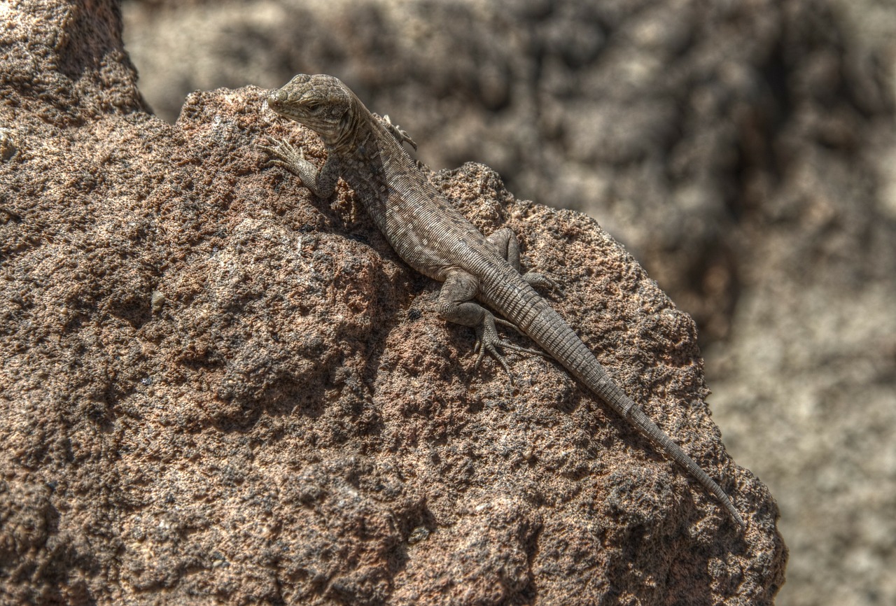 lizard animal reptile free photo