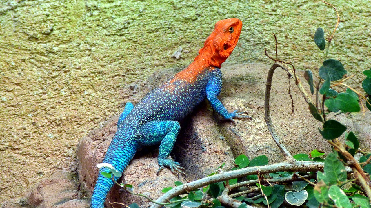 lizard reptile cold blooded animals free photo