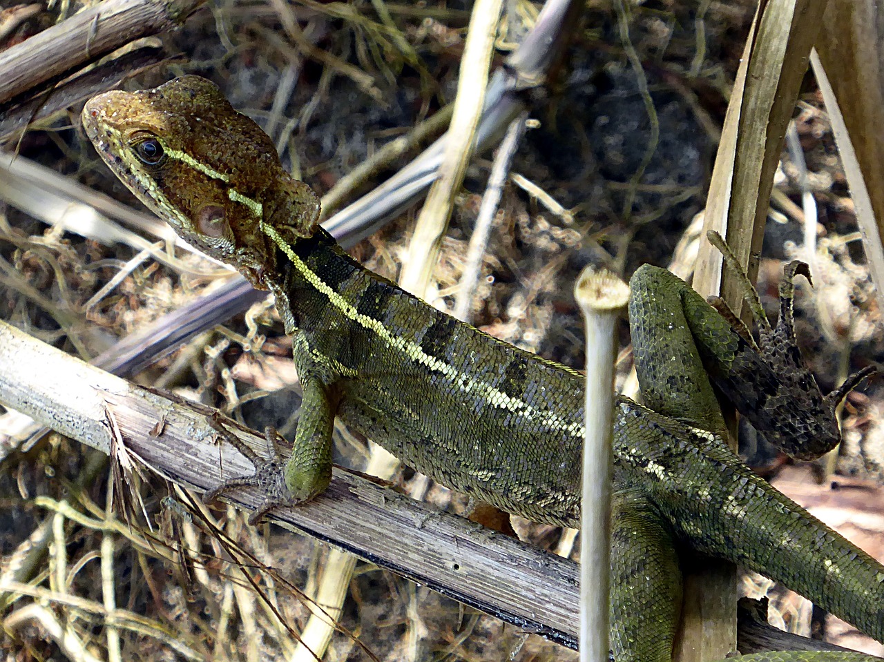 lizard reptile costa rica free photo