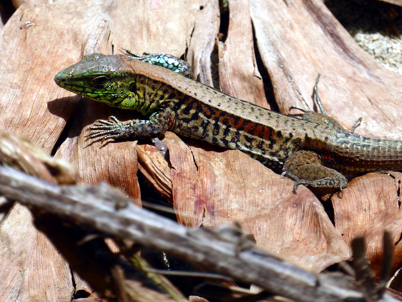 lizard costa rica cahuita free photo