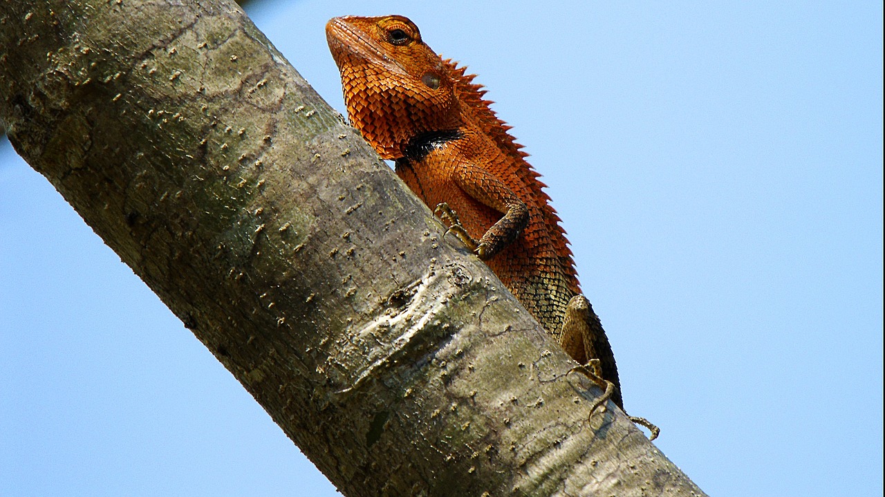 lizard red tree free photo