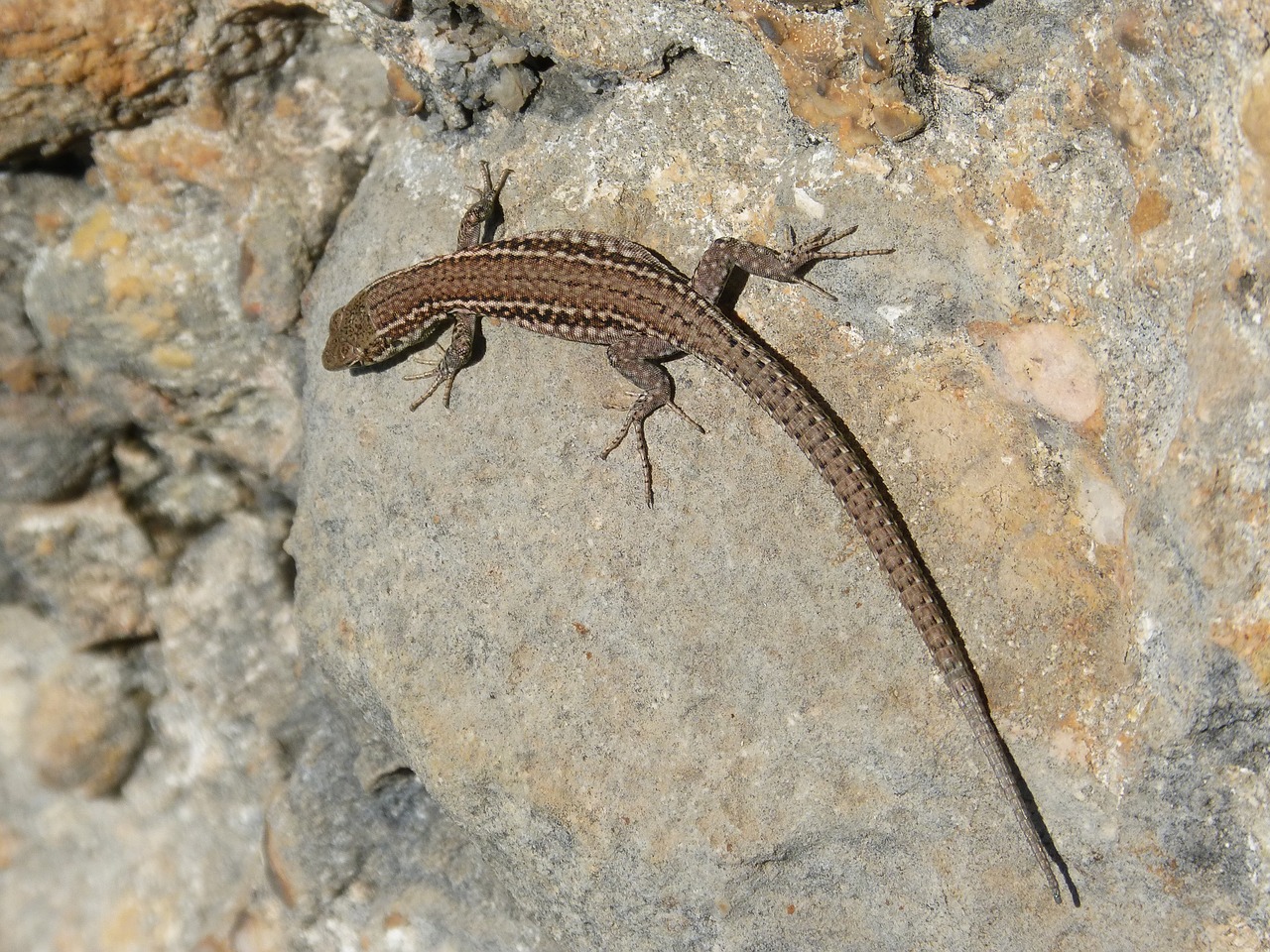 lizard rock montsant free photo