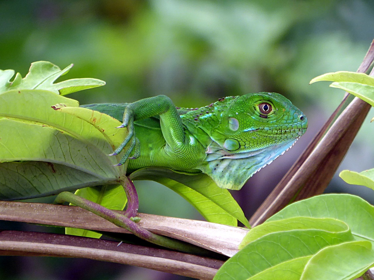 lizard reptile animal free photo