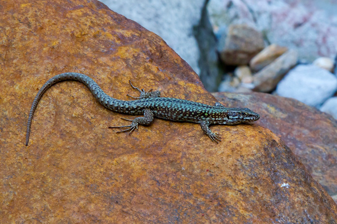 lizard emerald lizard verzasca free photo