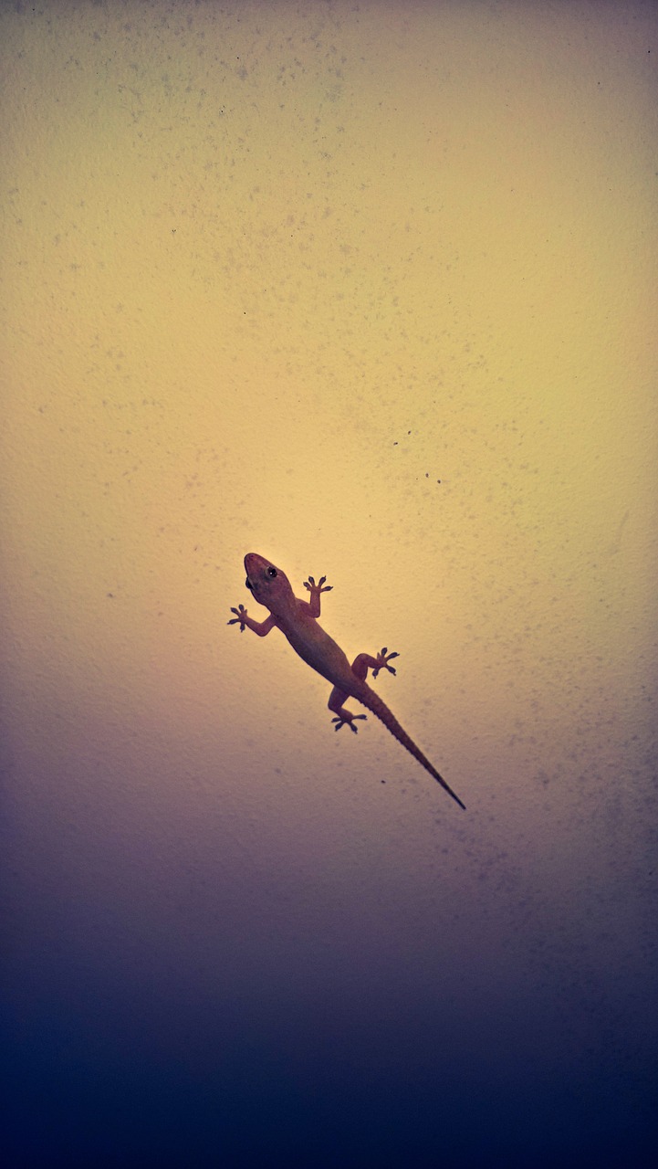 lizard gecko reptile free photo