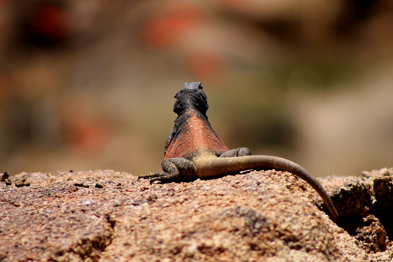 lizard iguana chuckwalla free photo