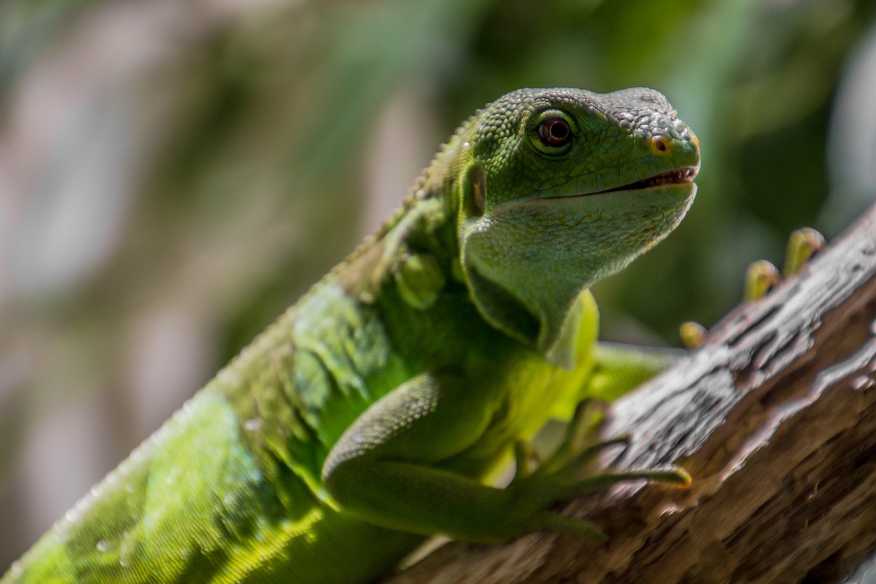 lizard green reptile free photo